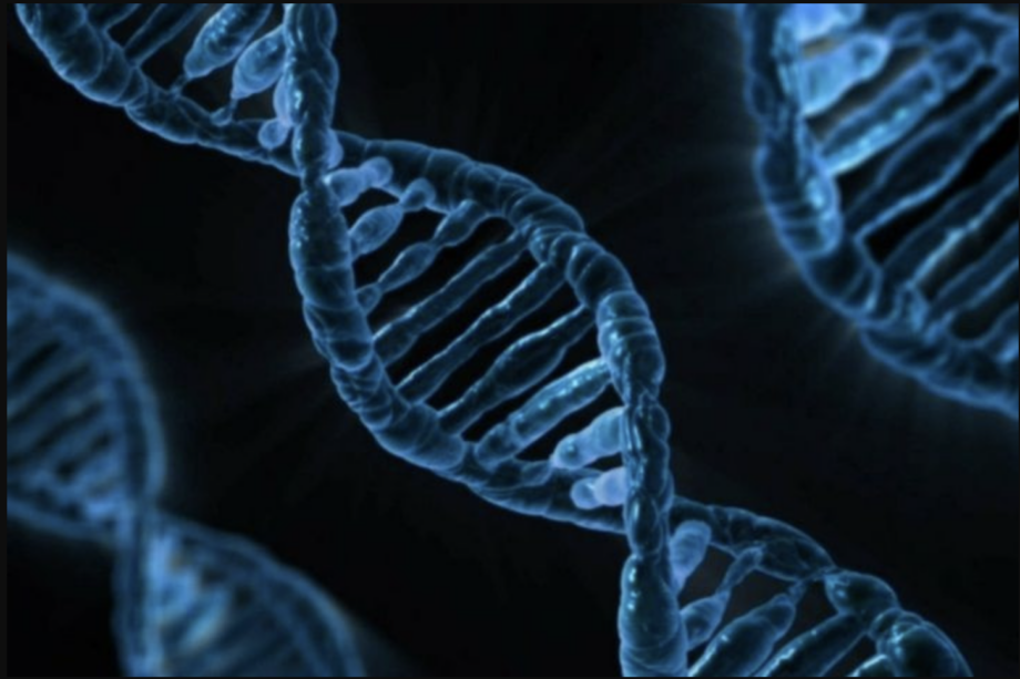 Medicina regenerativa: Monocitos: células regenerativas naturales para tratar lesiones articulares.